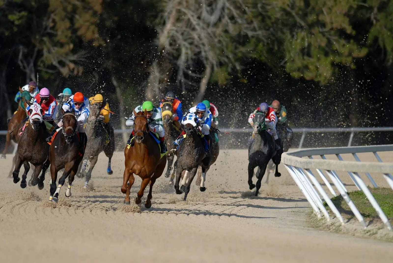 A field of racehorses and jockeys on a dirt track