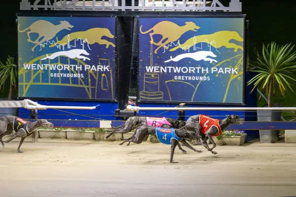 Greyhounds racing at Wentworth Park at night